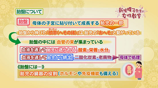 胎盤について 新堀曜子先生の女性教室 Tku テレビ熊本