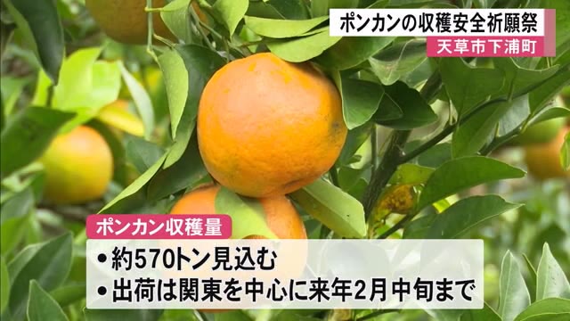 みかん苗木【肥のあすか】 - 植物/観葉植物