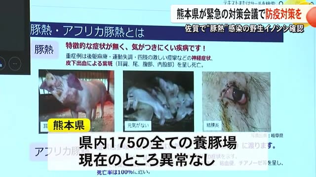 佐賀県で野生イノシシが豚熱感染　熊本県が緊急対策会議【熊本】