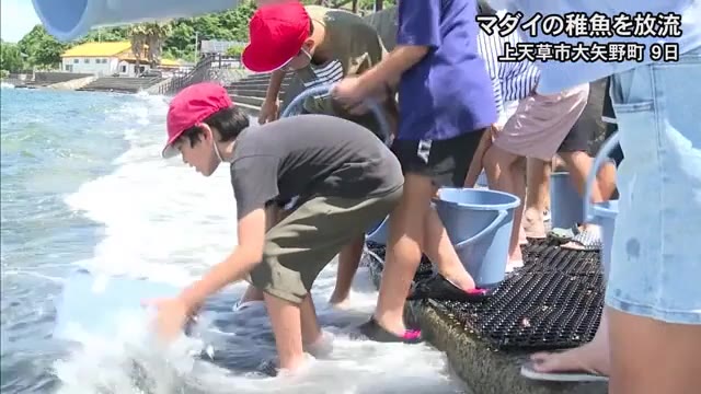 上天草市で小学生がマダイの稚魚を放流【熊本】