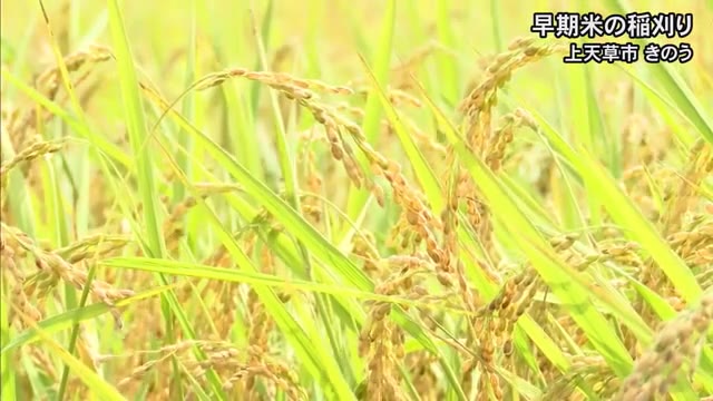 上天草市で早期米の稲刈り【熊本】