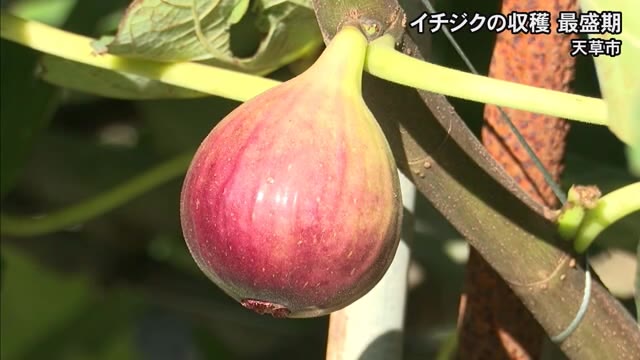 天草市でイチジクの収穫が最盛期【熊本】