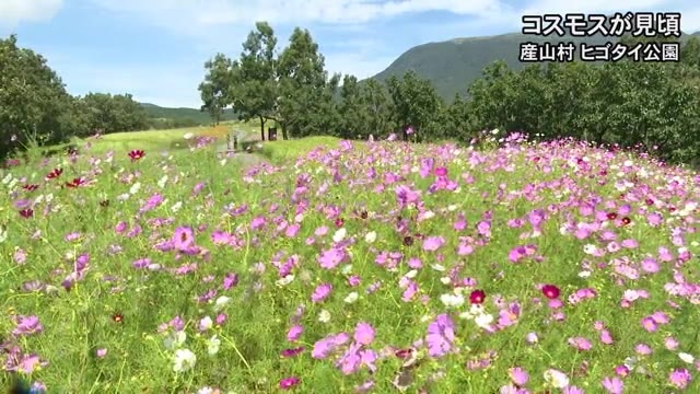 産山村のヒゴタイ公園でコスモスが見頃【熊本】