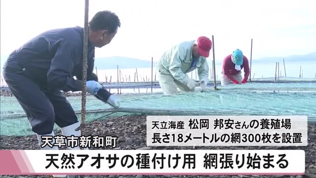 天草市で天然アオサの種付け作業始まる【熊本】