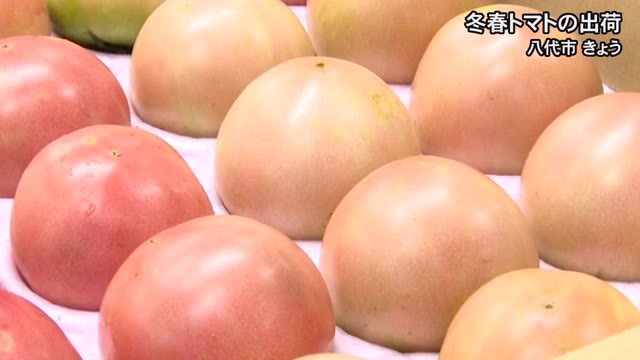 日本一の冬春トマトの出荷【熊本】