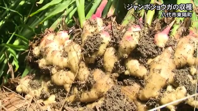 ８キロ超えも！ ジャンボショウガの収穫／八代市東陽町【熊本】