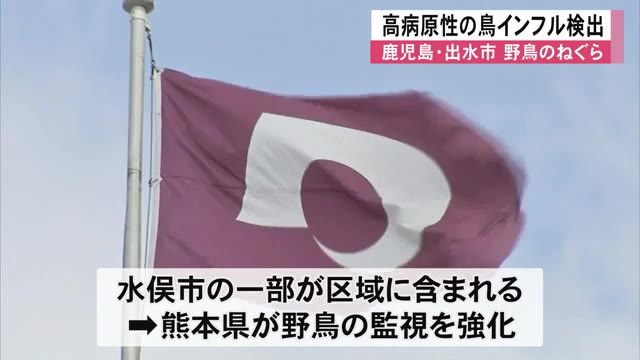 鹿児島・出水市の野鳥のねぐらから高病原性鳥インフル検出 水俣市の一部が野鳥監...