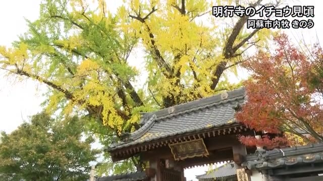 阿蘇市・明行寺のイチョウ見頃 ライトアップも【熊本】