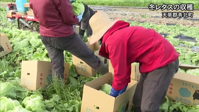 天草郡苓北町で冬レタスの収穫【熊本】