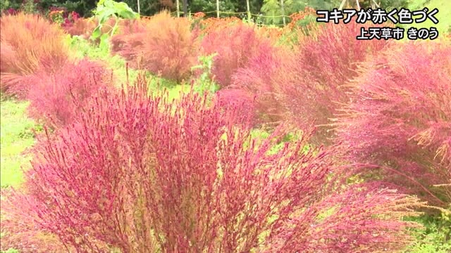 上天草市でコキアが赤く色づく【熊本】