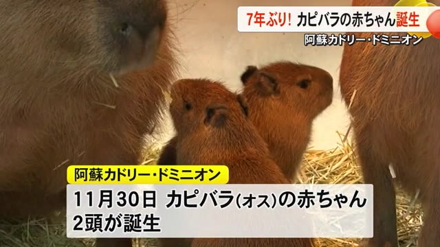 めっちゃかわいい！　カピバラの赤ちゃん ２頭生まれる【熊本】