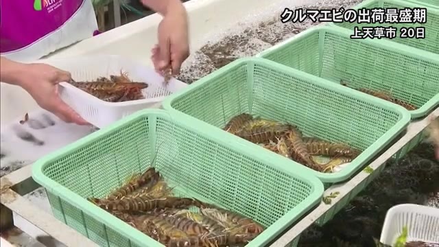 上天草市でクルマエビの出荷最盛期【熊本】