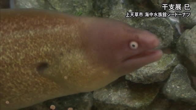 わくわく海中水族館シードーナツで来年の干支ヘビにちなんだ展示会【熊本】