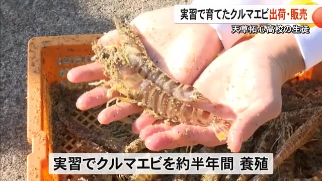 天草拓心高校の生徒が実習で育てたクルマエビ出荷・販売【熊本】