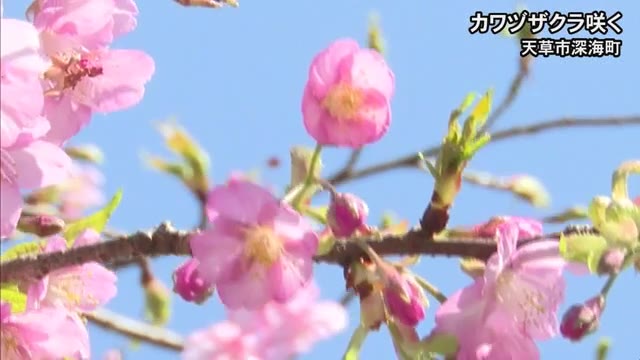 天草市でカワヅザクラ咲く【熊本】