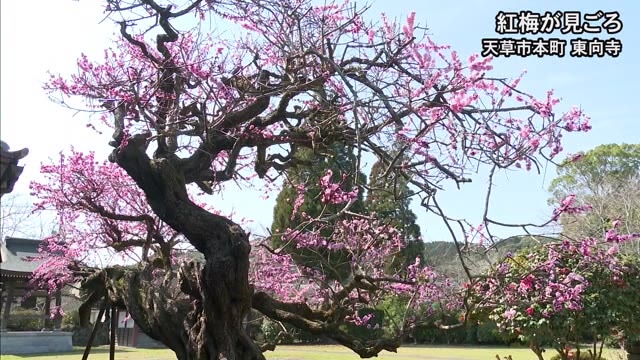 天草市本町にある東向寺の紅梅が今年も見頃【熊本】